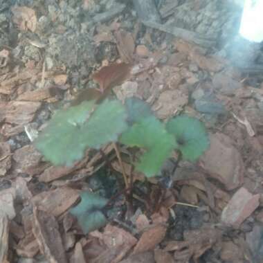 Leopard Plant 'Britt-Marie Crawford'