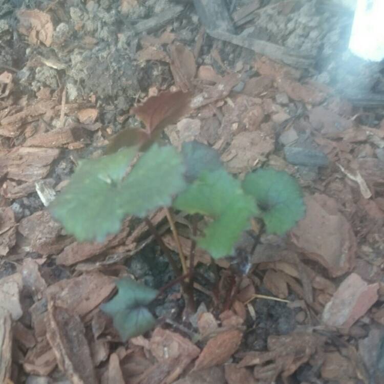 plant image 245309
