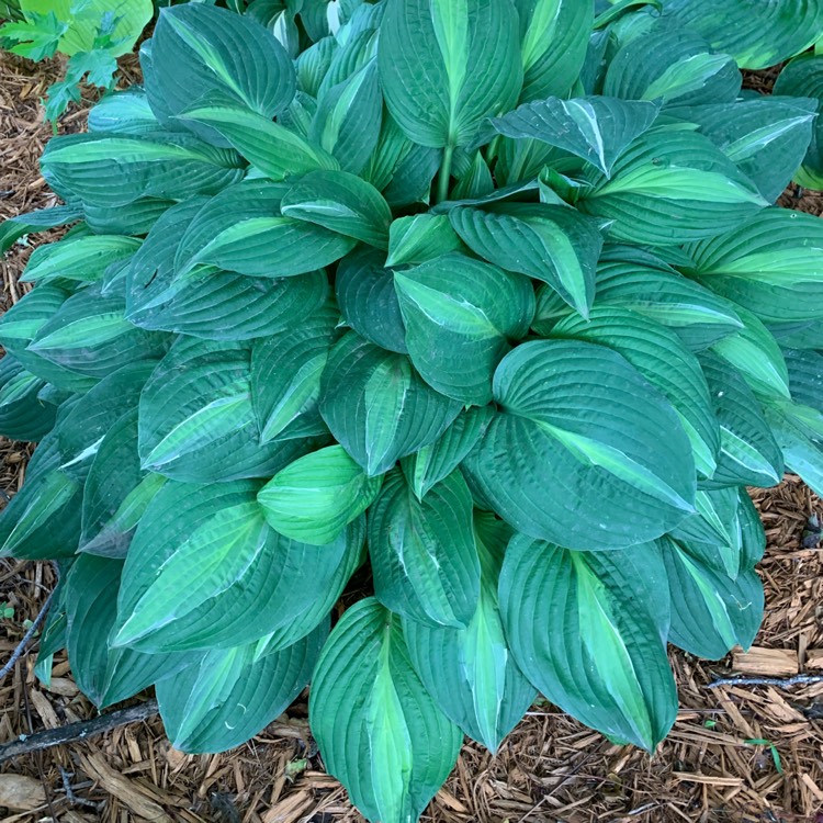 Plant image Hosta 'Striptease'