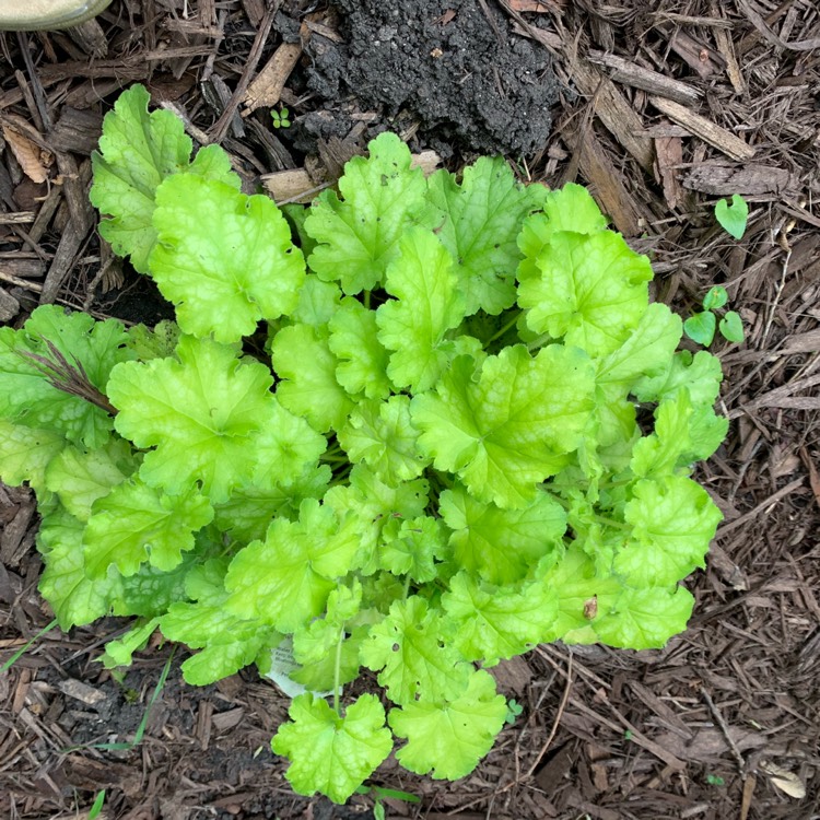 plant image 1089529