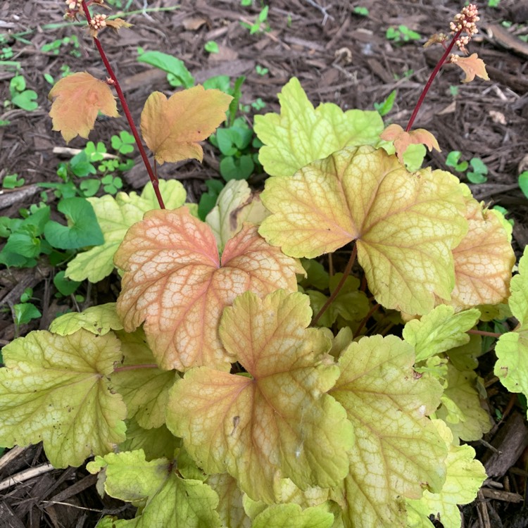 Plant image Heuchera 'Champagne'