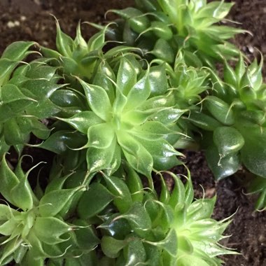 xGraptoveria Silver Star