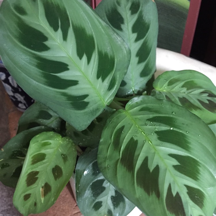 plant image 1094346 plant image 1094346