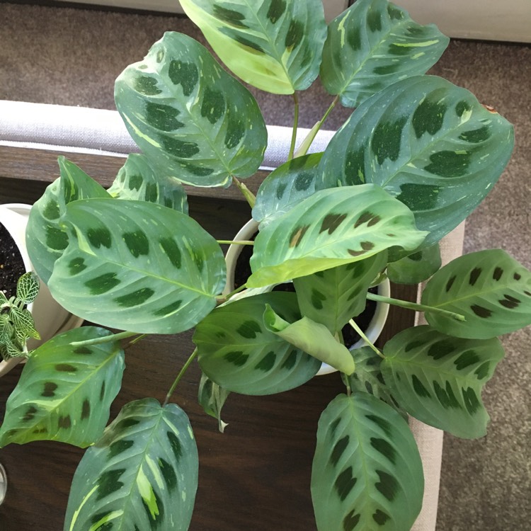 plant image 1366298 plant image 1366298