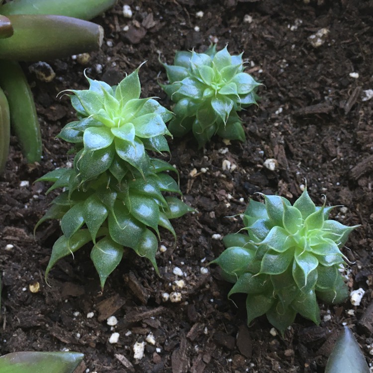 plant image 1374990 plant image 1374990