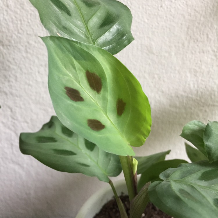 plant image 829330 plant image 829330
