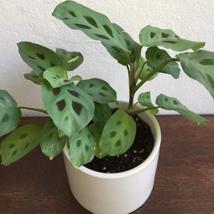 Plant image Maranta leuconeura 'Kerchoveana'