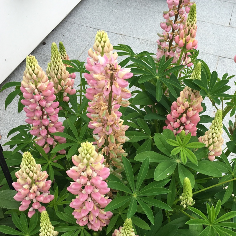 plant image 138857