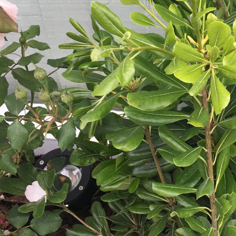 Plant image Pittosporum tobira 'Miss Muffet'