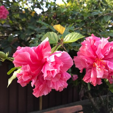 Hibiscus