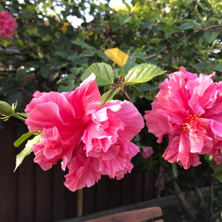 plant image 364644