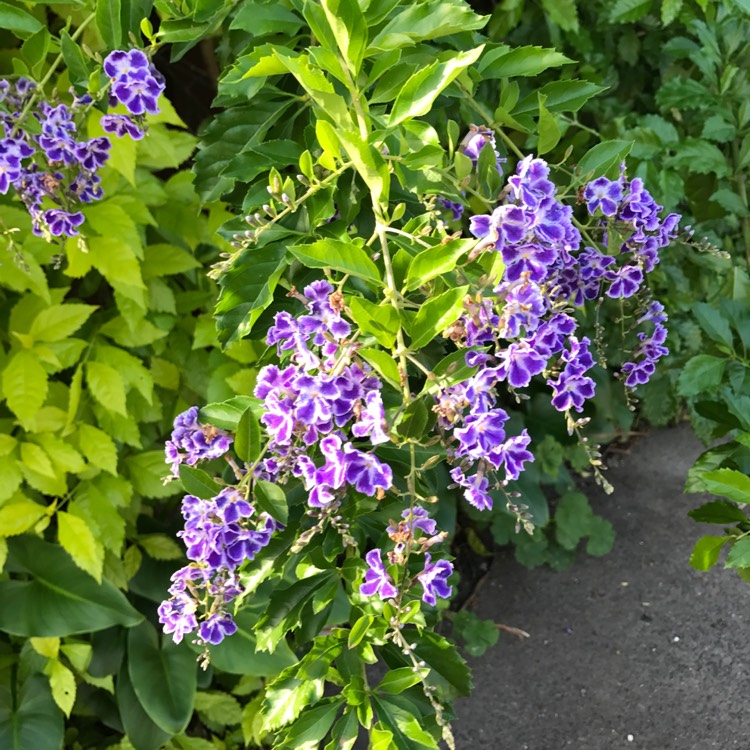 Plant image Duranta repens 'Geisha Girl'