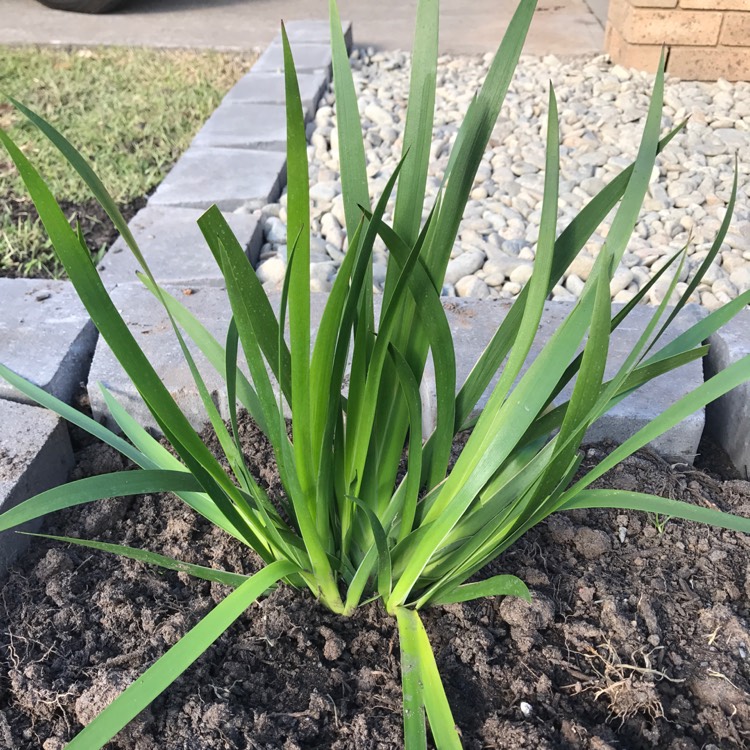 plant image 364659
