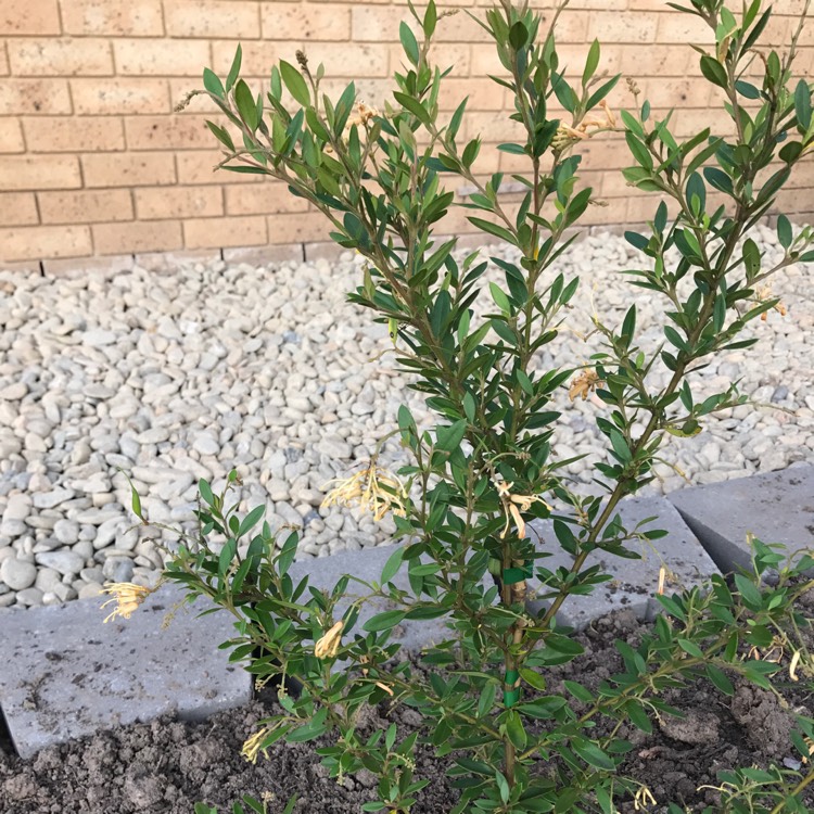 Plant image Grevillea ryholotica x 'Deua Gold'