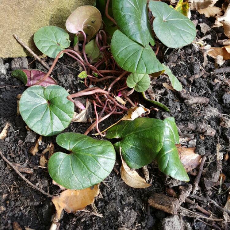 Plant image Cyclamen coum
