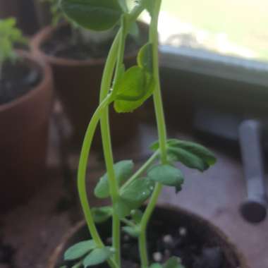Capsicum 'Californian Wonder'