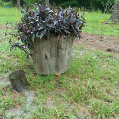 Purple-Heart Spiderwort 'Purpurea'