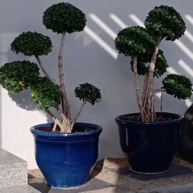 Gholam's garden