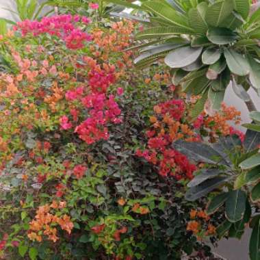 Gholam's garden