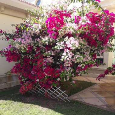 Gholam's garden