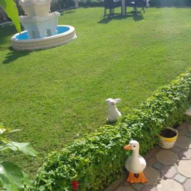Gholam's garden