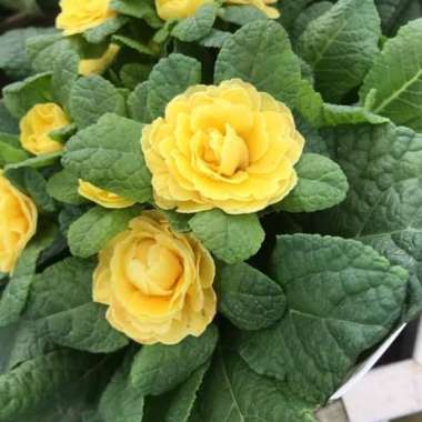 Gholam's garden
