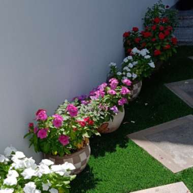 Gholam's garden
