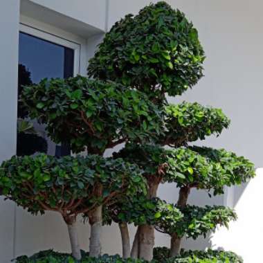 Gholam's garden