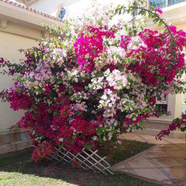 Gholam's garden