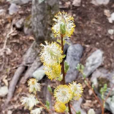 Grey Willow