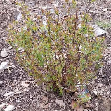 Spiraea 'Candlelight'