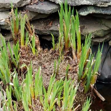 Bearded Iris 'Saint Crispin' (Tall)