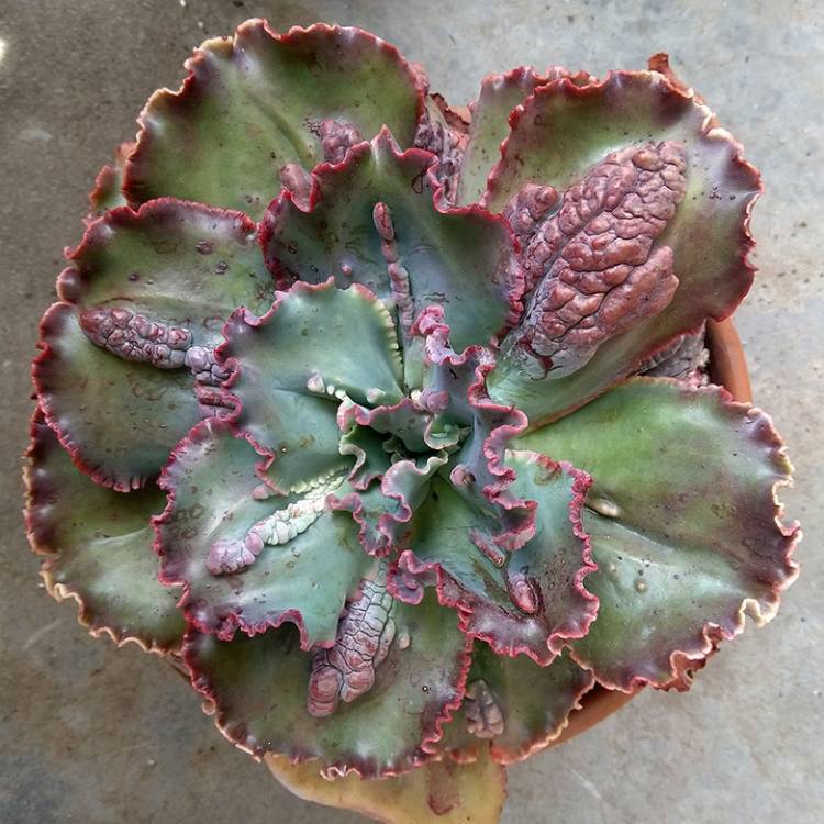 plant image 1636495