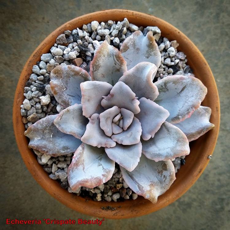 Plant image Echeveria ‘Crispate Beauty'