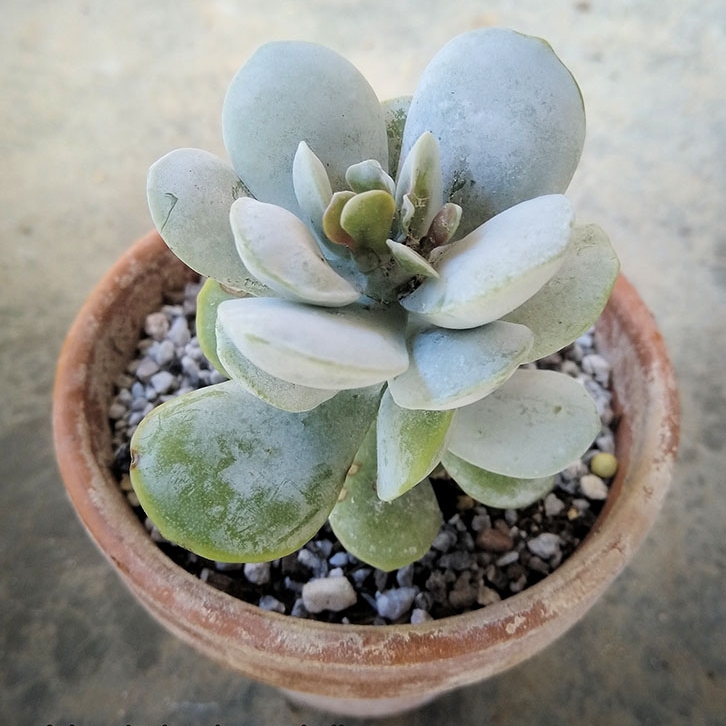 Plant image Adromischus Leucophyllus