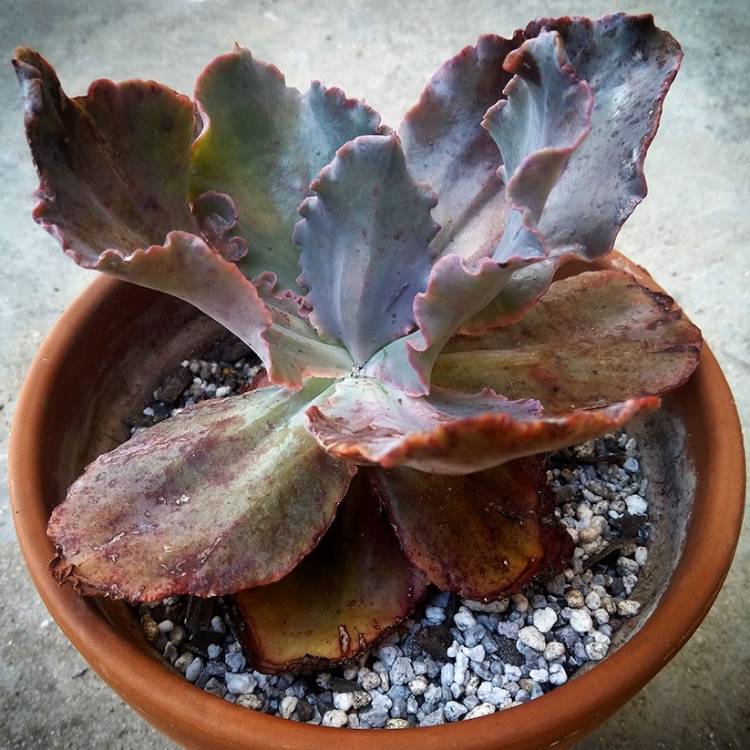 Plant image Echeveria Sun Dancer