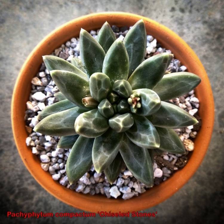 Plant image Pachyphytum Chiseled Stones
