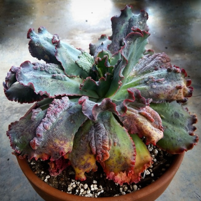 Plant image Echeveria Virginia lee