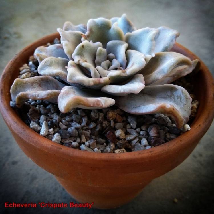 Plant image Echeveria ‘Crispate Beauty'