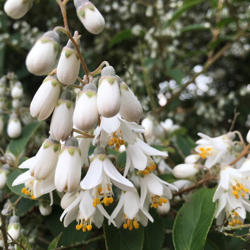 Plant image Holboellia brachyandra