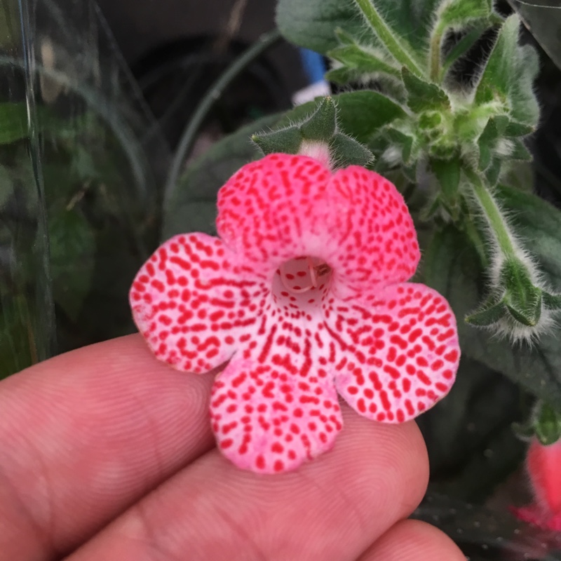 Plant image Kohleria 'Sunshine'