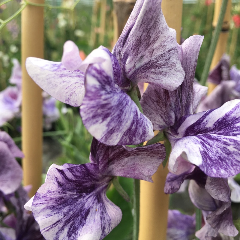 Plant image Lathyrus odoratus 'Earl Grey'