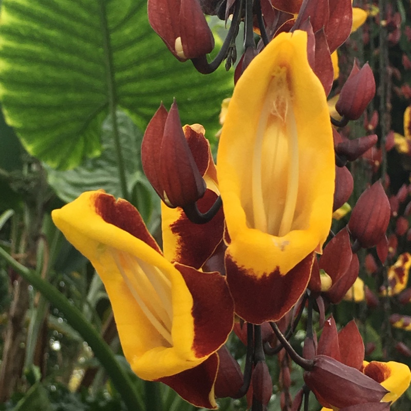 Plant image Thunbergia mysorensis