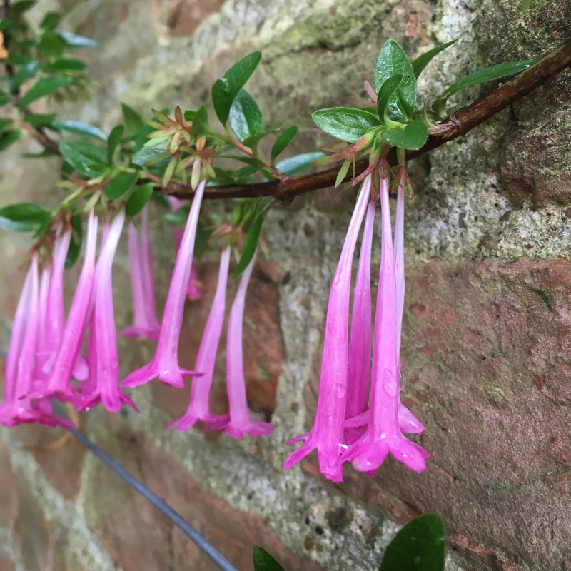 Linnaea floribunda syn. Abelia floribunda, Vesalea floribunda