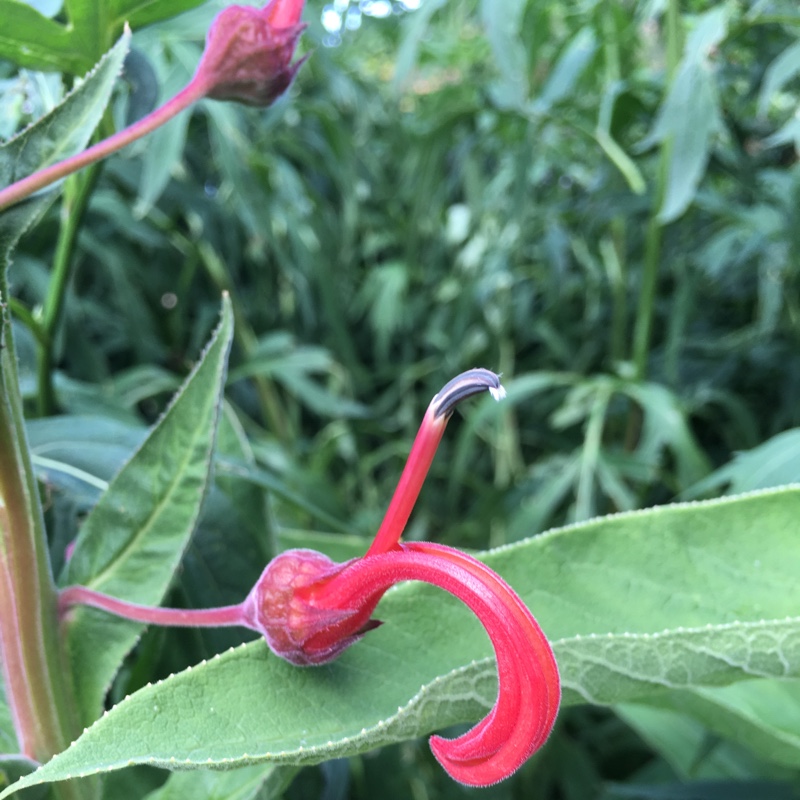 plant image 153441