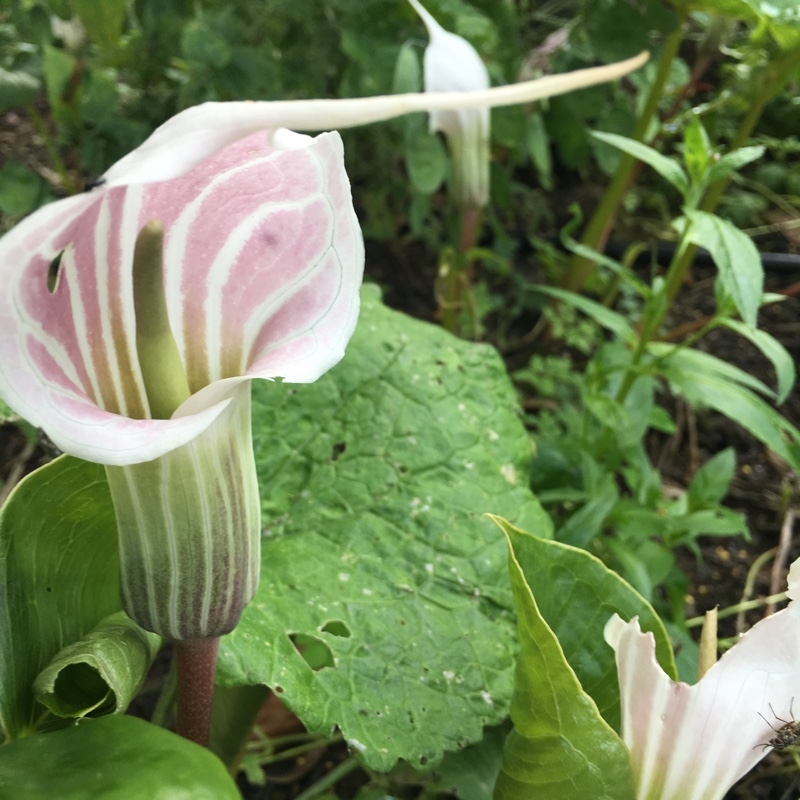 Arisaema candidissimum