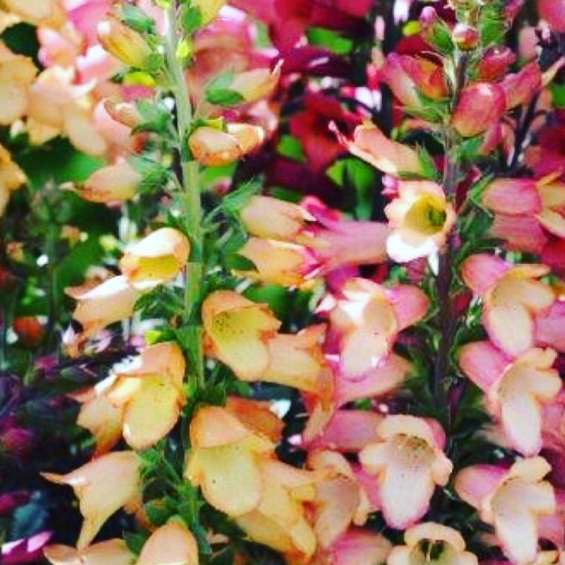 Plant image Digitalis Illumination Series