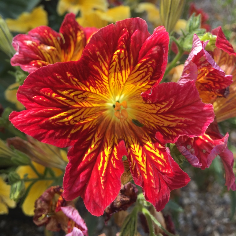 Plant image Salpiglossis sinuata 'Royale Mixed' (Mix)