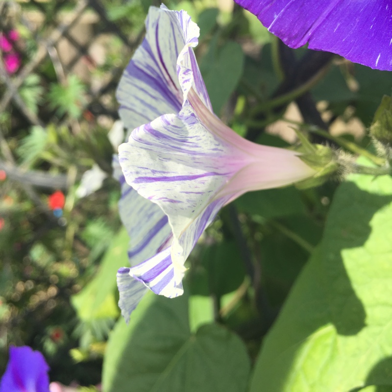 Plant image Ipomoea purpurea 'Carnival de Venezia'