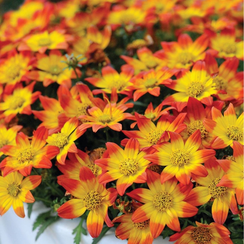 Plant image Bidens 'Bee Dance'